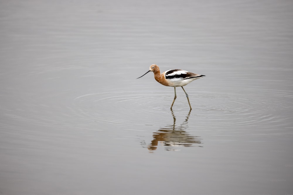 a bird standing in a body of water