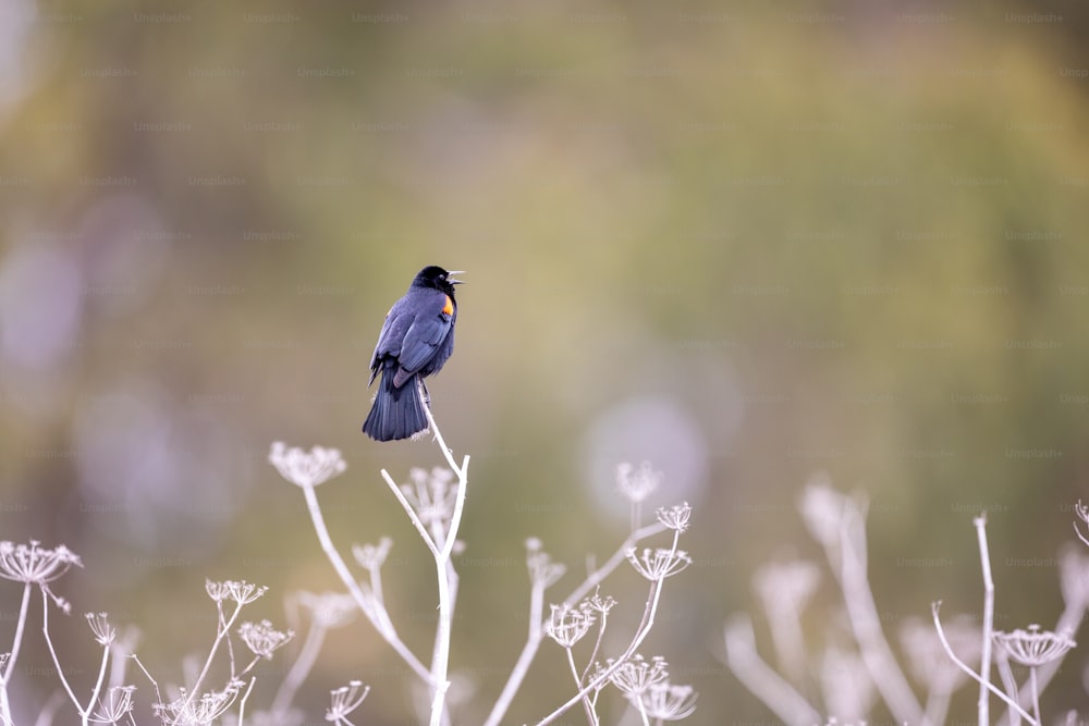 a blue bird sitting on top of a plant