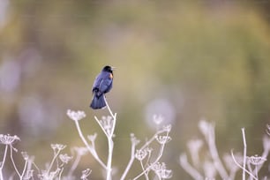 a blue bird sitting on top of a plant