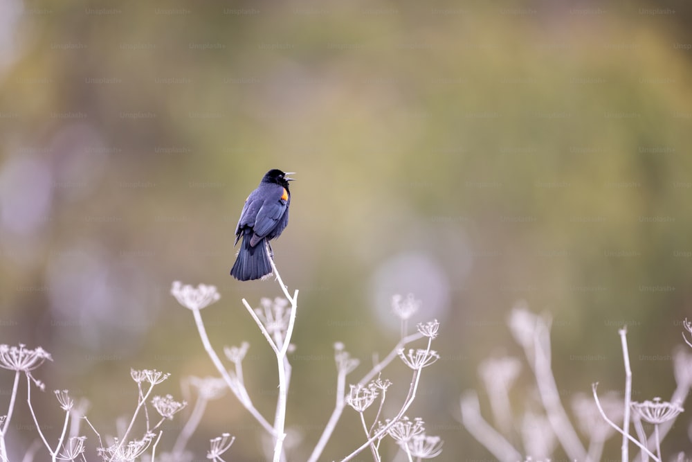 un uccello blu seduto sulla cima di una pianta