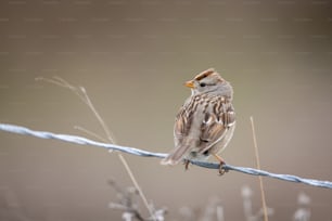 Ein kleiner Vogel sitzt auf einem Stacheldraht