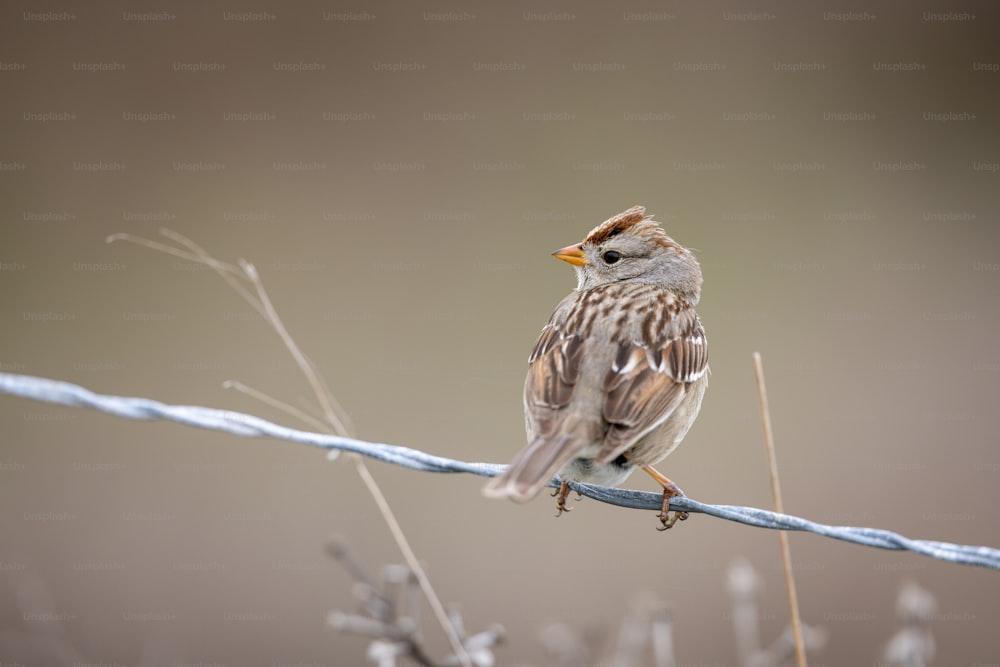Un pequeño pájaro encaramado en un alambre de púas