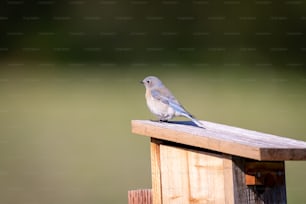 a small bird perched on top of a wooden post