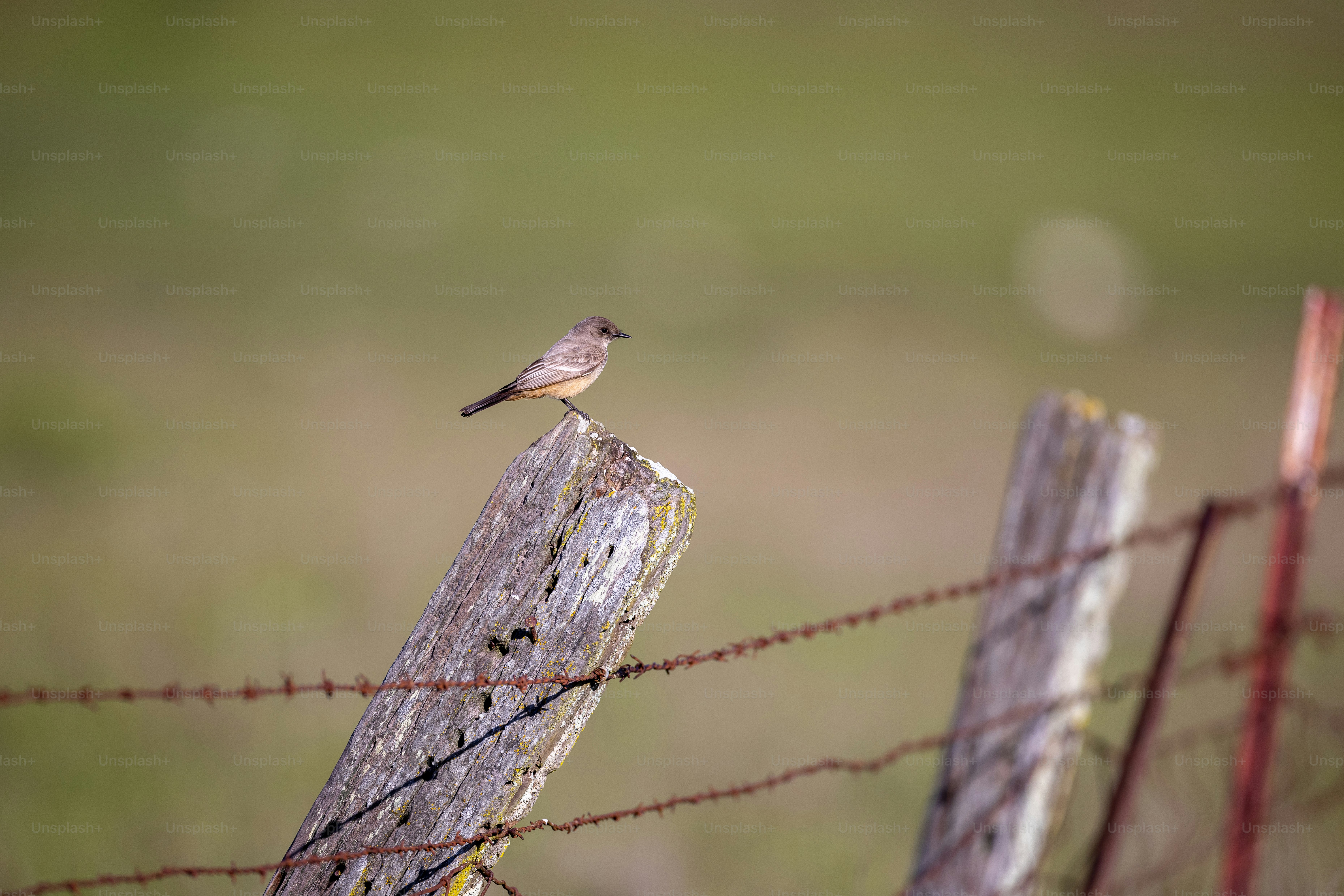 a small bird sitting on top of a wooden post