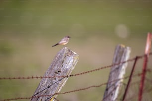 a small bird sitting on top of a wooden post