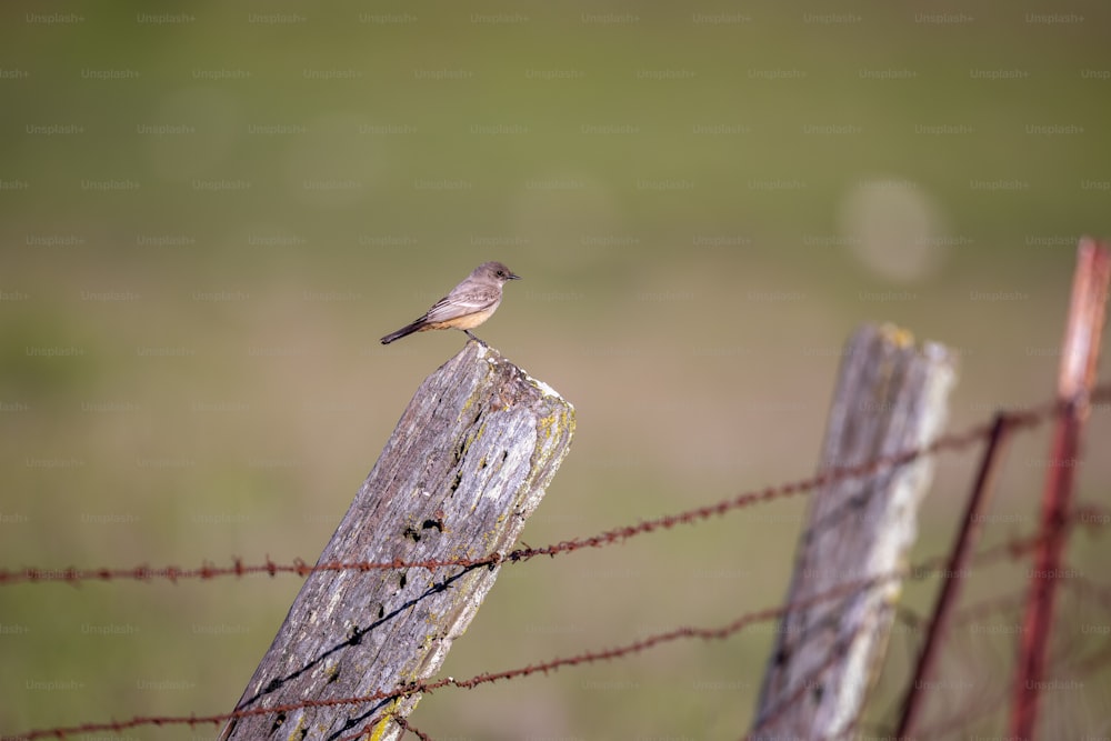 ein kleiner Vogel, der auf einem Holzpfosten sitzt