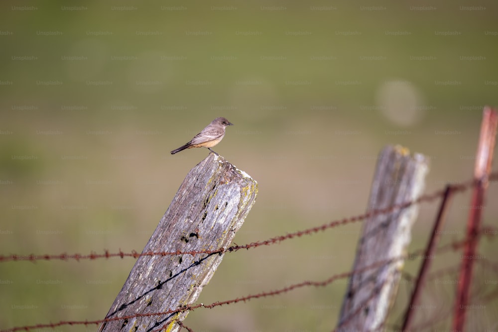 a small bird sitting on top of a wooden post