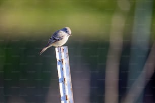 Ein kleiner Vogel, der auf einer Metallstange sitzt