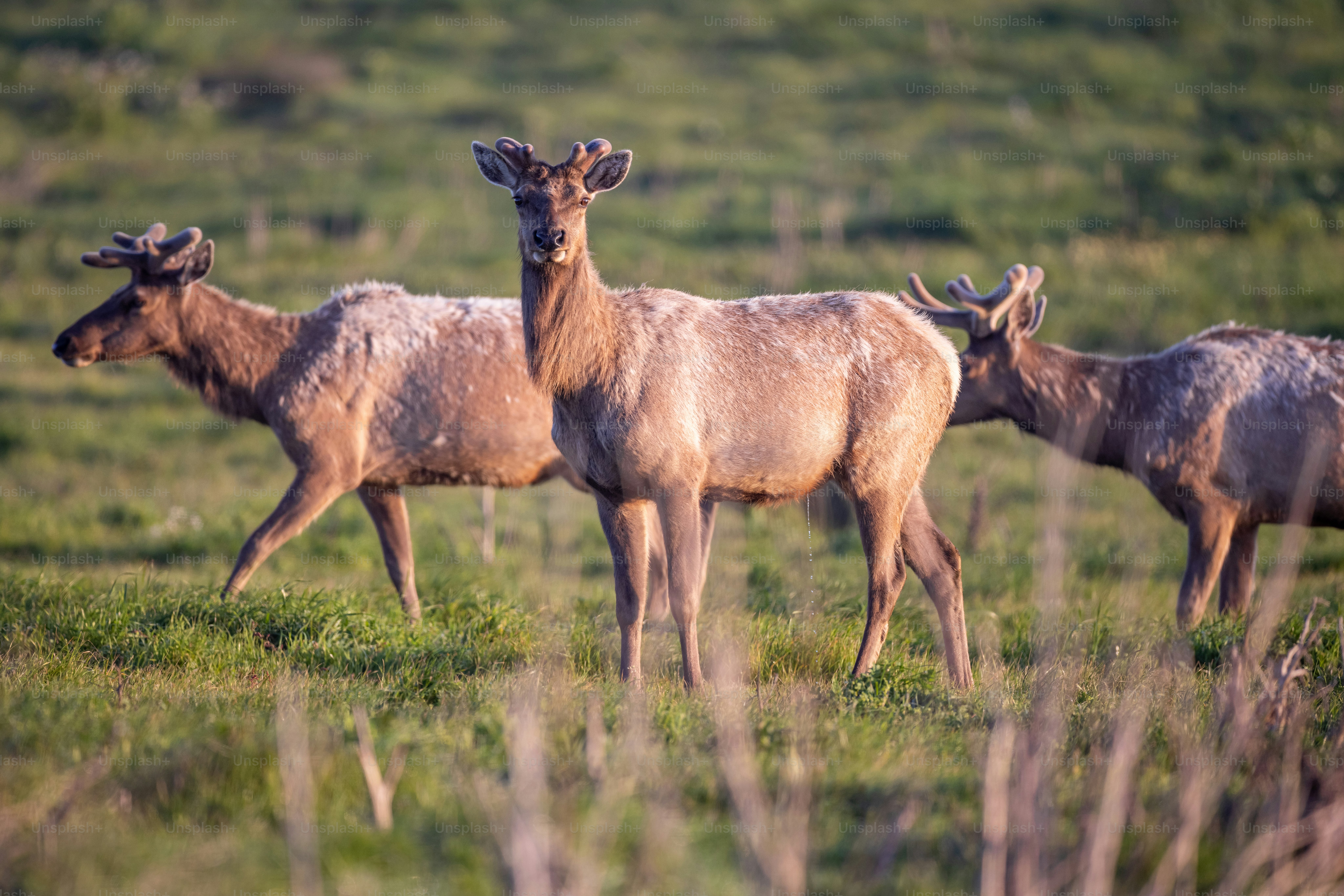 Un troupeau de cerfs marchant à travers un champ verdoyant