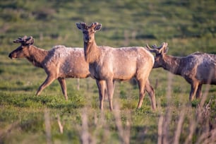 a herd of deer walking across a lush green field