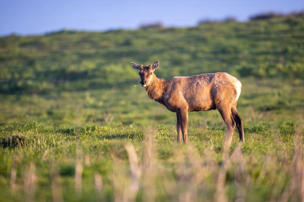 Un cervo in piedi in cima a un rigoglioso campo verde