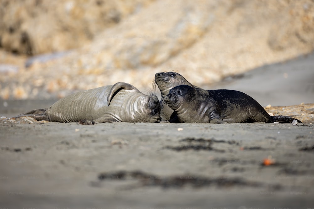 a couple of seals laying on top of a sandy beach