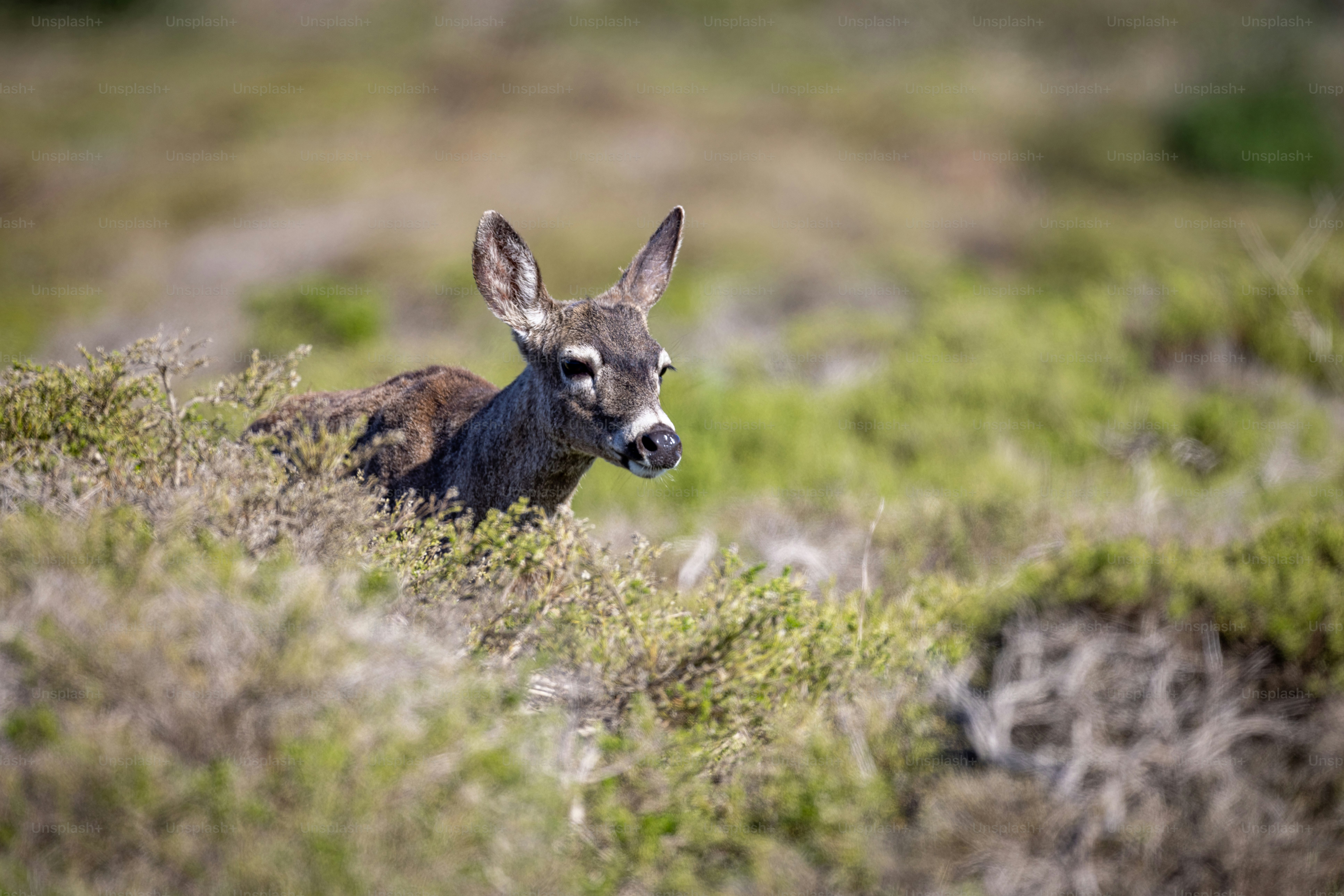 a small animal standing in a field of grass