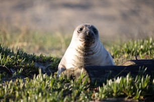 Una foca sentada en la hierba mirando a la cámara