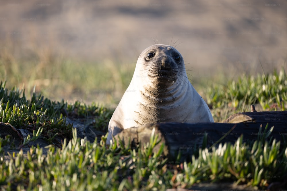 uma foca sentada na grama olhando para a câmera
