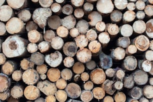 a pile of cut logs stacked on top of each other