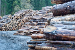 uma pilha de troncos em cima de uma estrada de terra