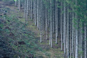 a group of trees that are on the side of a hill