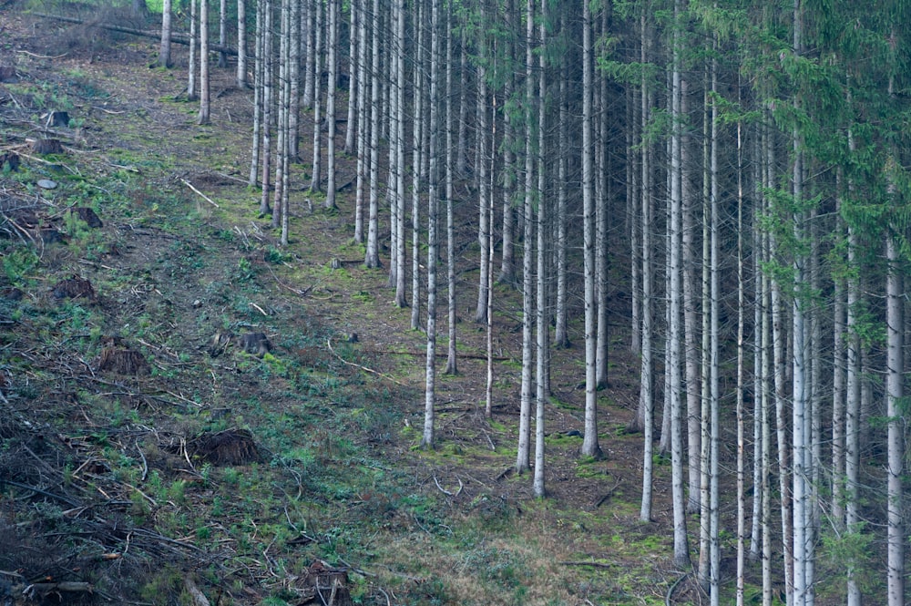eine Gruppe von Bäumen, die sich an der Seite eines Hügels befinden