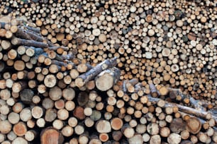 a pile of cut logs stacked on top of each other