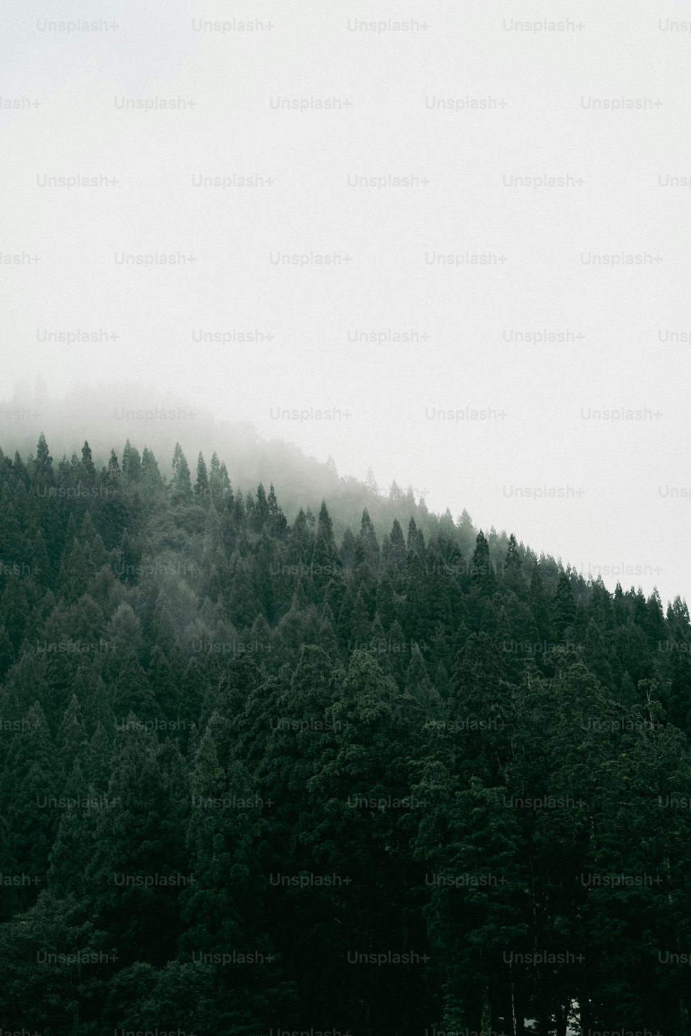a mountain covered in fog with trees in the foreground