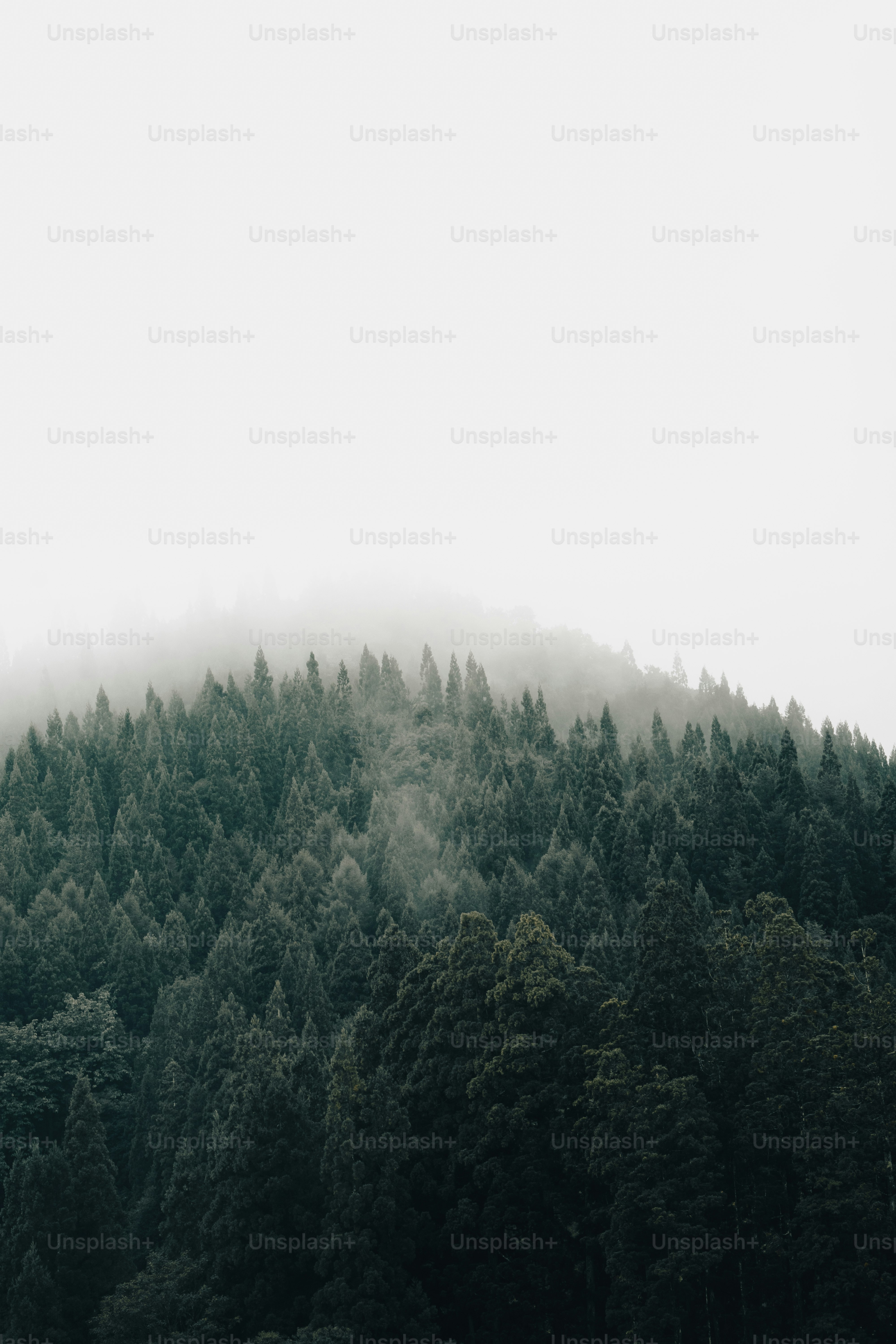 a mountain covered in fog with trees in the foreground