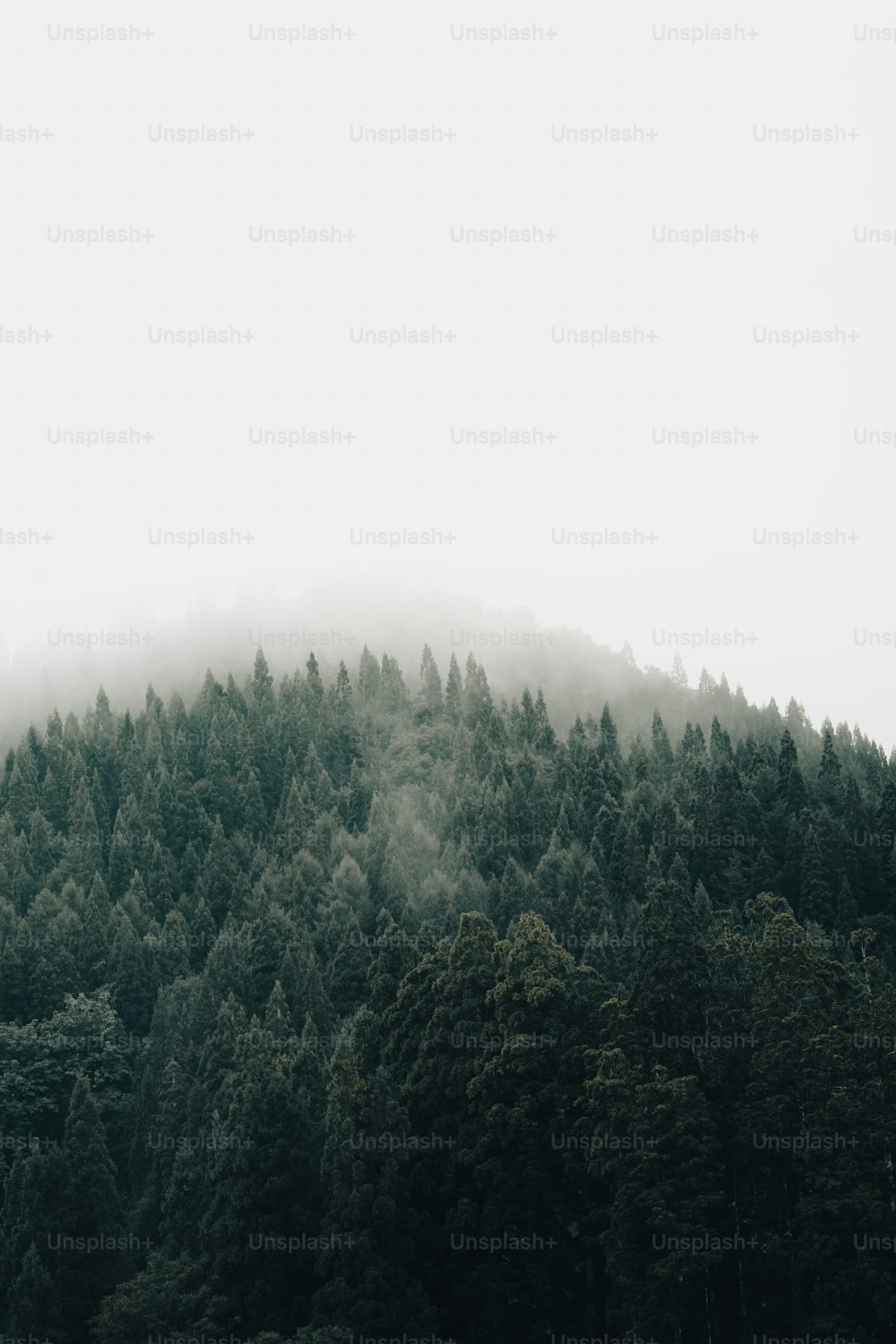 uma montanha coberta de nevoeiro com árvores em primeiro plano