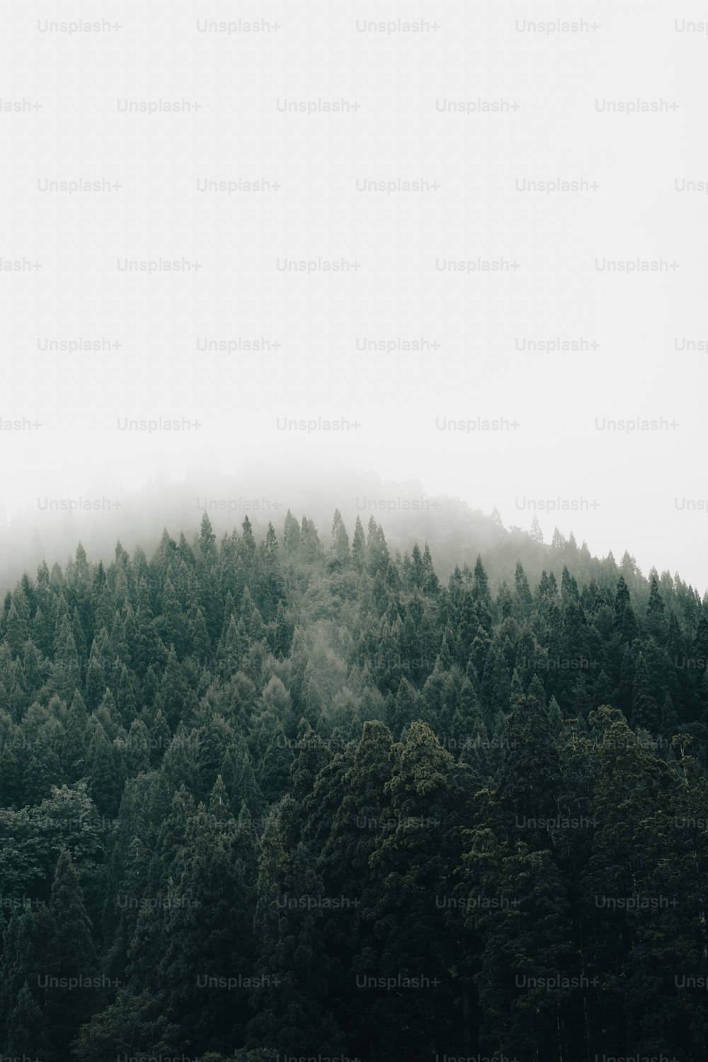 Une montagne couverte de brouillard avec des arbres au premier plan