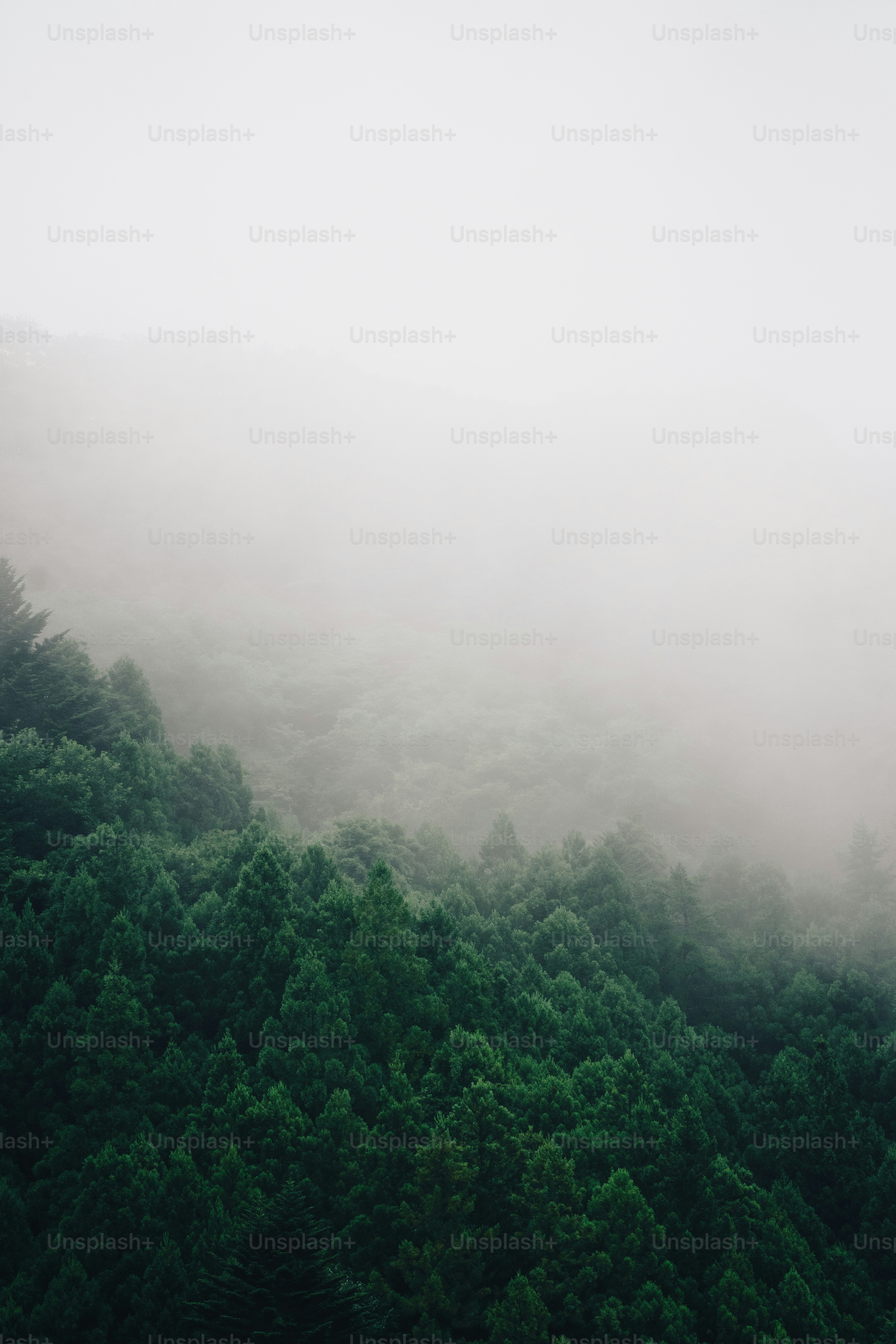 a foggy mountain with trees in the foreground