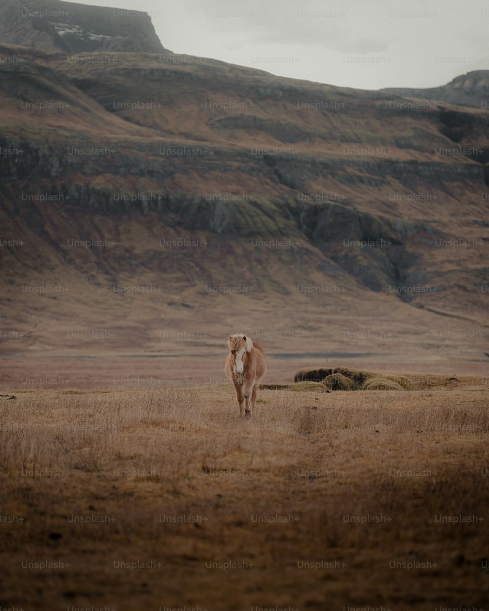 Ein Pferd, das auf einem Feld mit einem Berg im Hintergrund steht