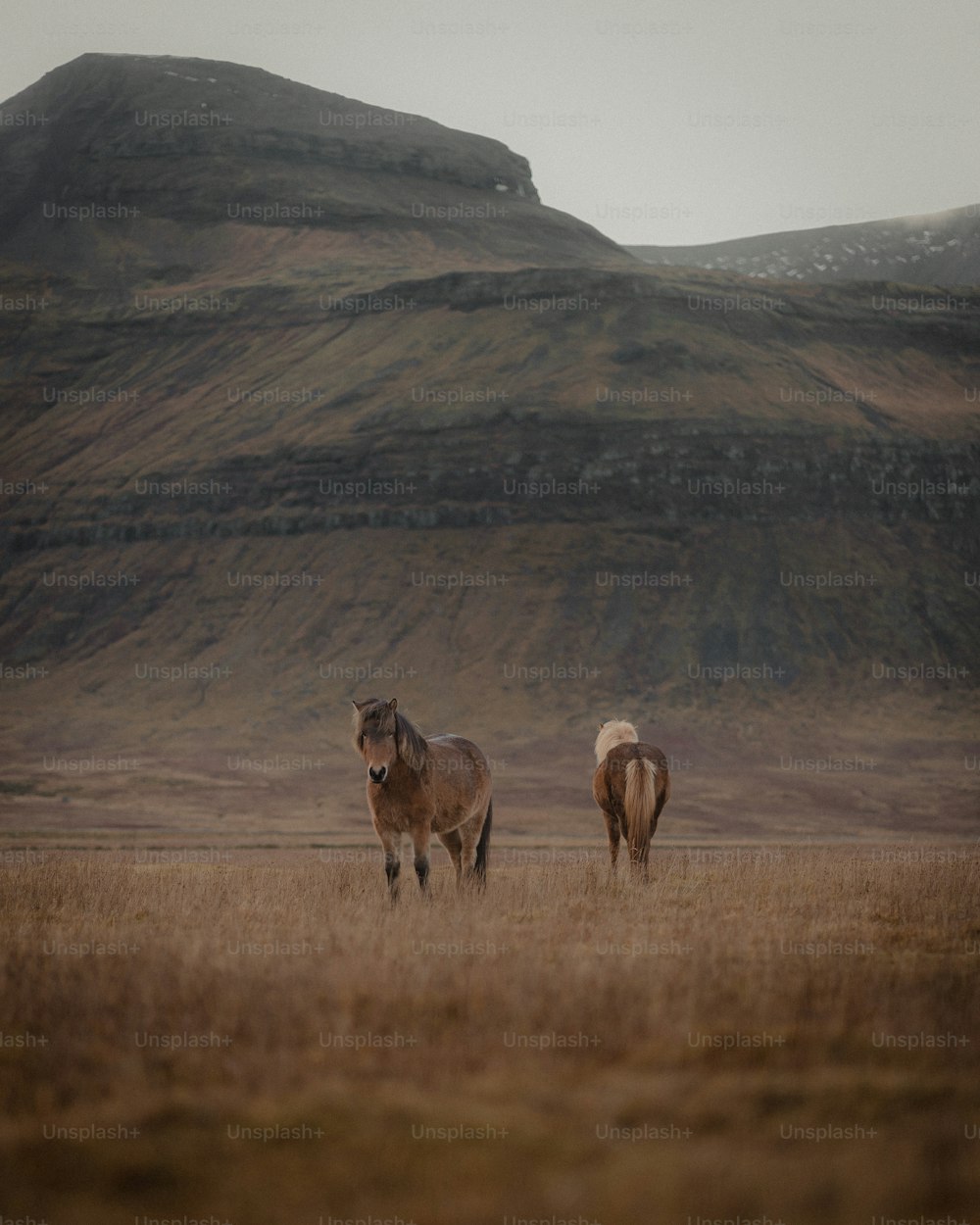 Un paio di cavalli in piedi sulla cima di un campo di erba secca