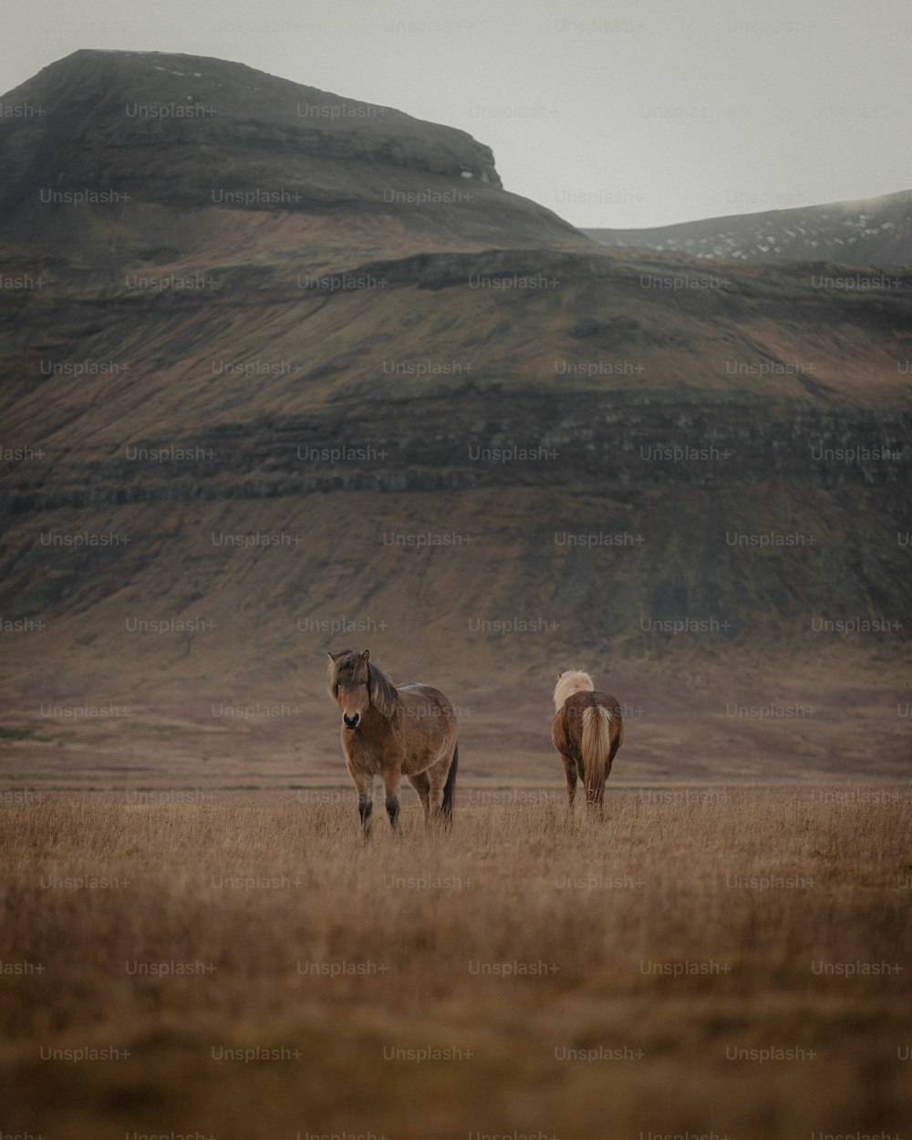 a couple of horses standing on top of a dry grass field