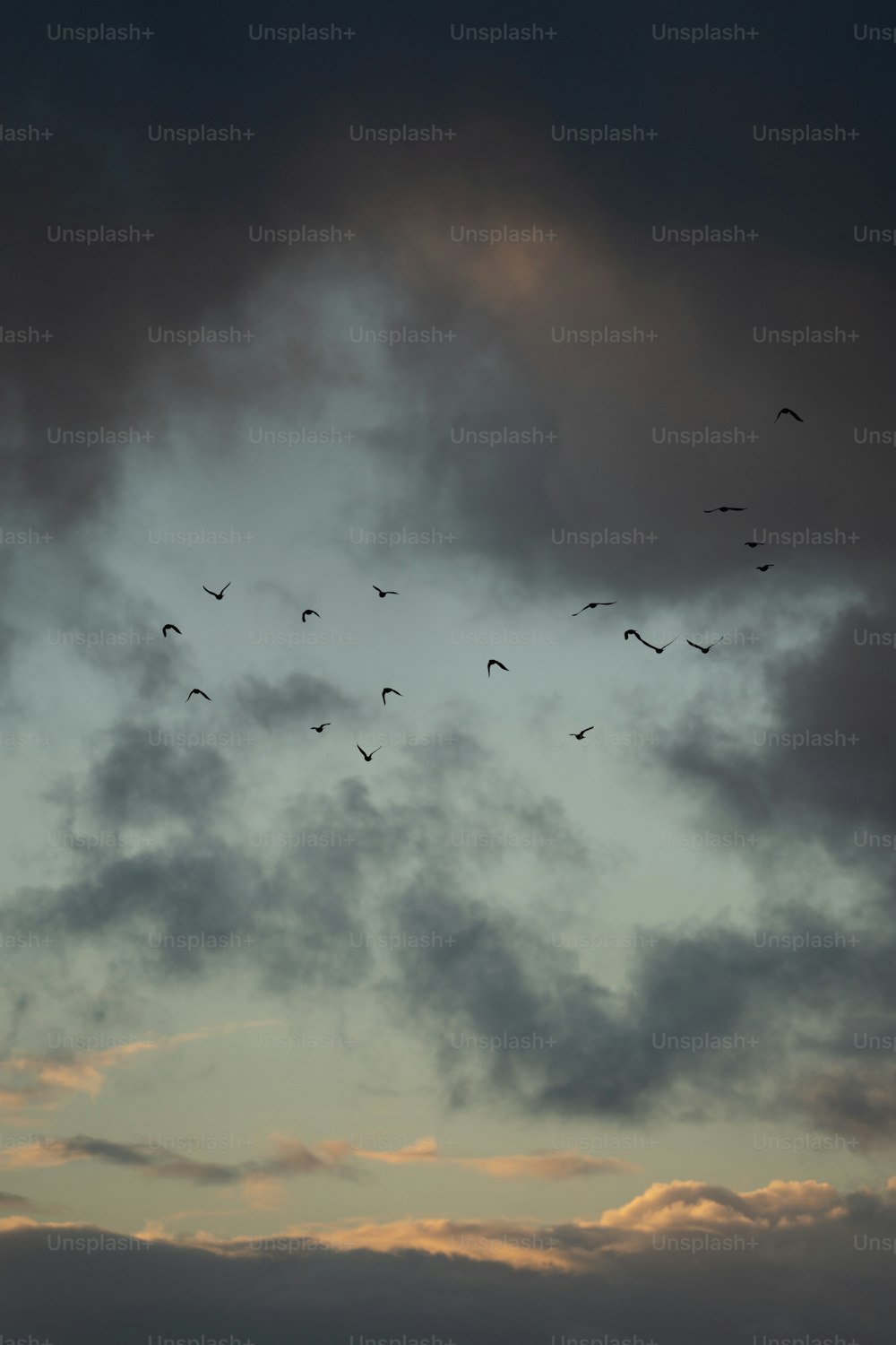 a flock of birds flying through a cloudy sky