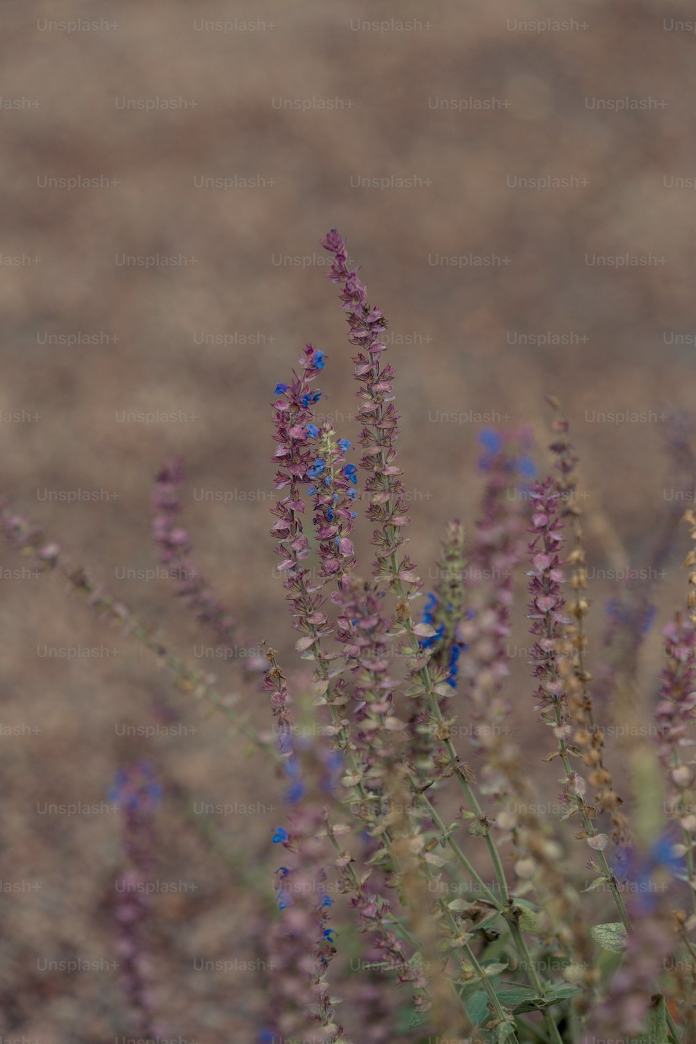 Un ramo de flores que están en la tierra