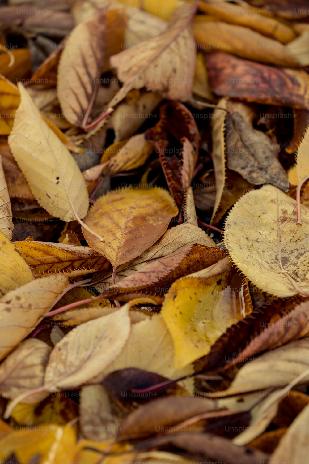 a bunch of leaves that are laying on the ground