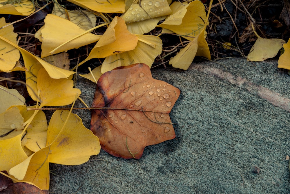 a leaf that is laying on a rock