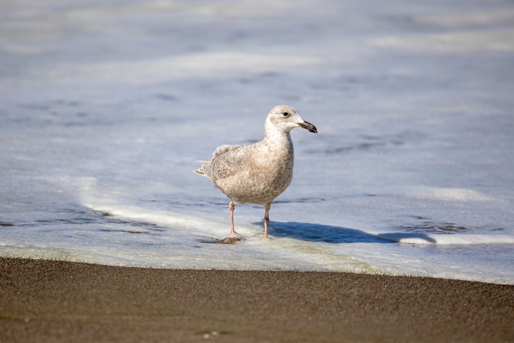 a seagull standing in the surf at the beach