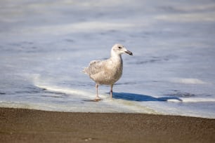 a seagull standing in the surf at the beach