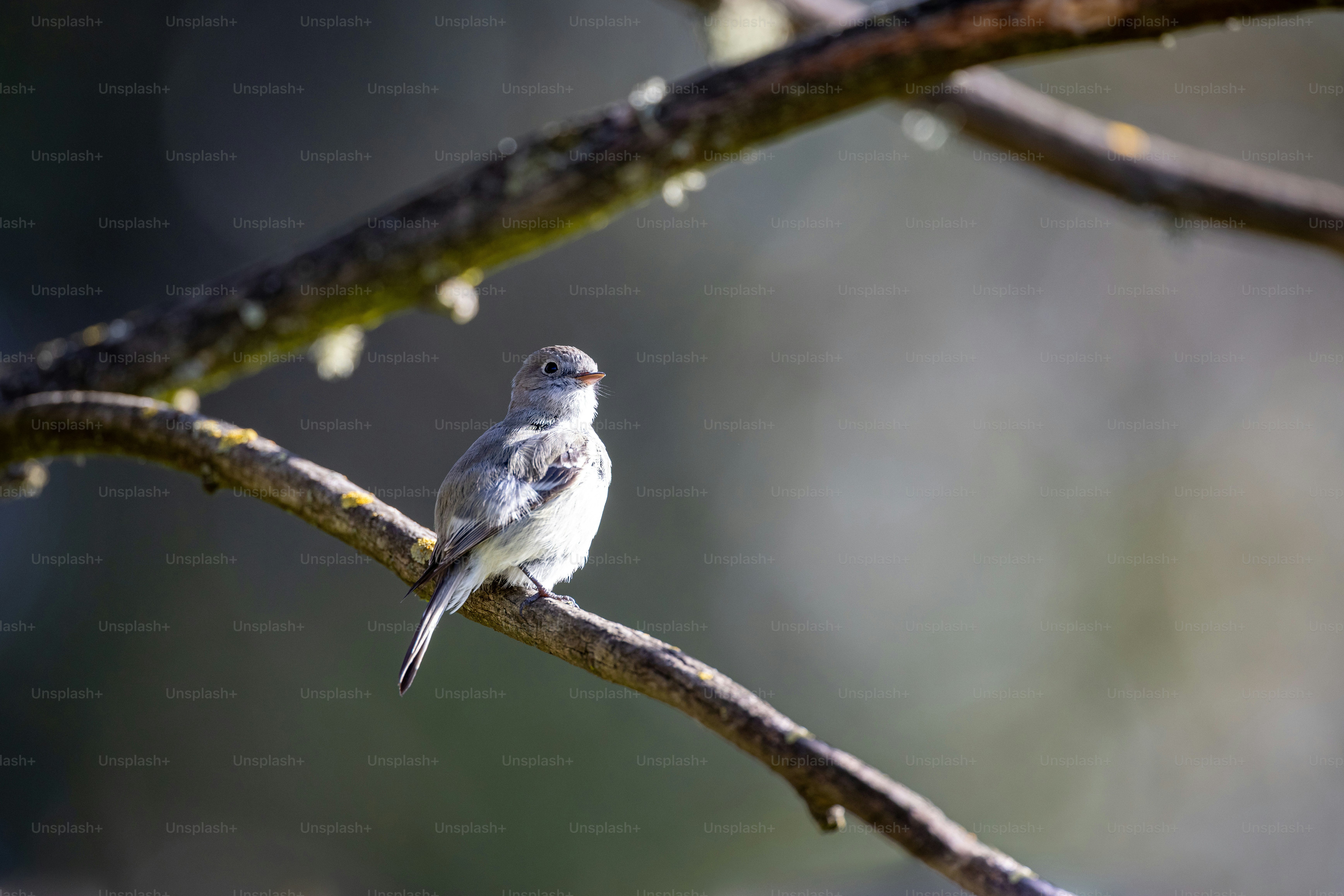 a small bird perched on a tree branch