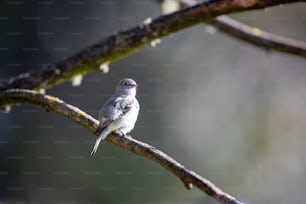Un pequeño pájaro encaramado en la rama de un árbol