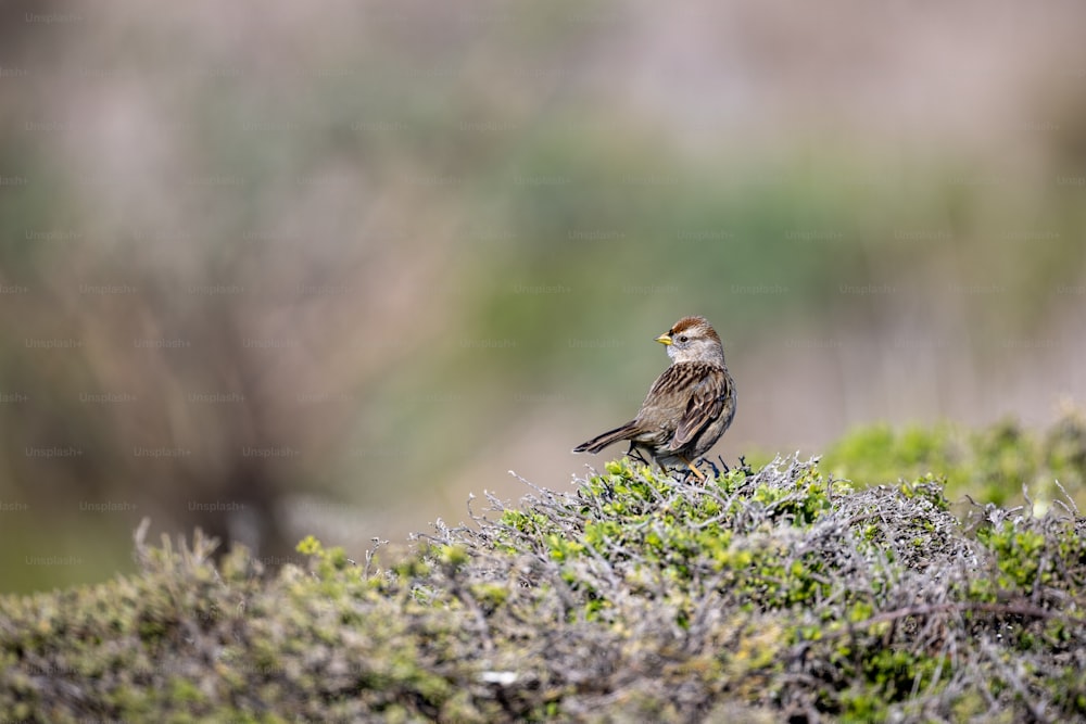 um pequeno pássaro sentado em cima de um chão coberto de musgo