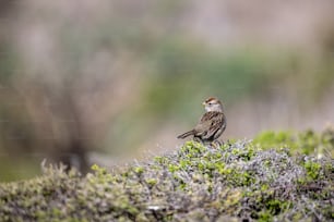 a small bird sitting on top of a moss covered ground