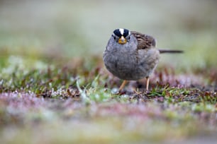 a small bird standing on a patch of grass
