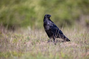 Ein schwarzer Vogel steht auf einem Feld