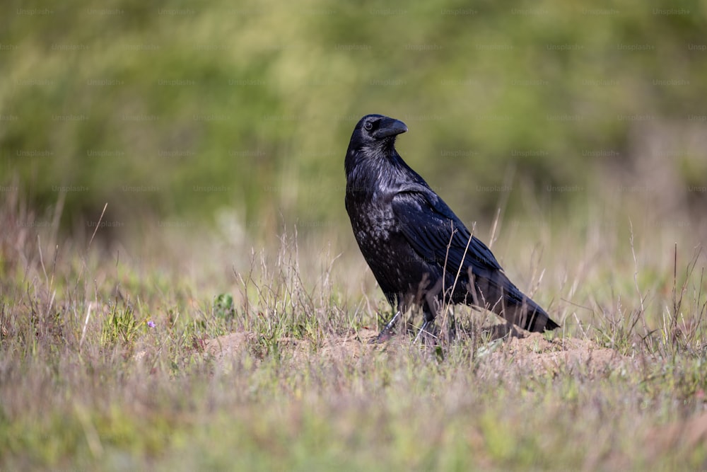 Un pájaro negro está parado en un campo