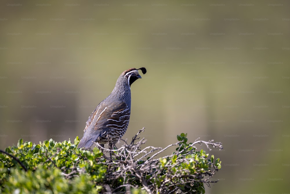 a bird perched on top of a tree branch