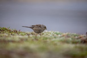 a small bird standing on a patch of grass