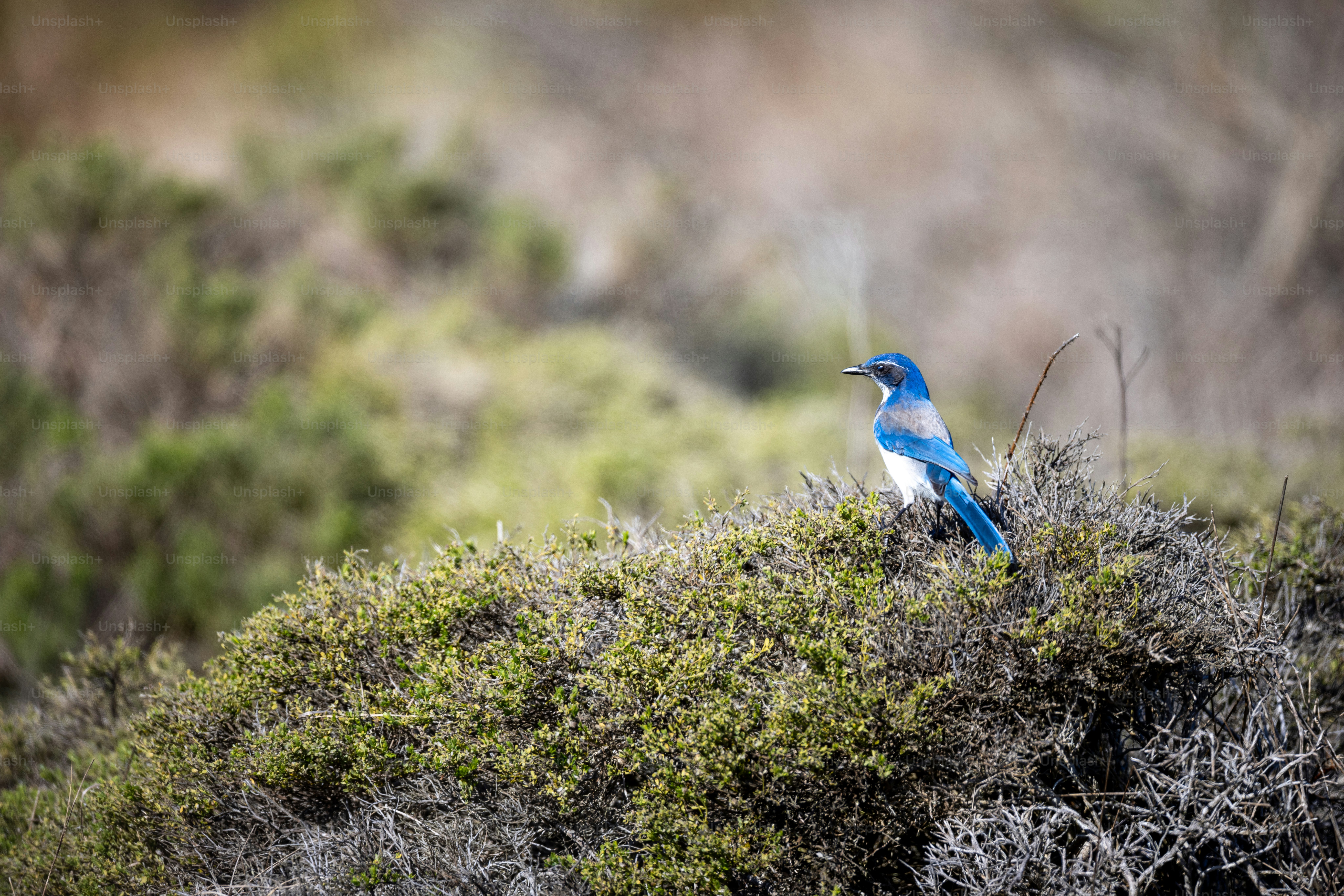 a blue and white bird sitting on top of a green bush