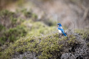 푸른 덤불 위에 앉아 있는 파란색과 흰색 새