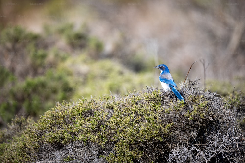 a blue and white bird sitting on top of a green bush